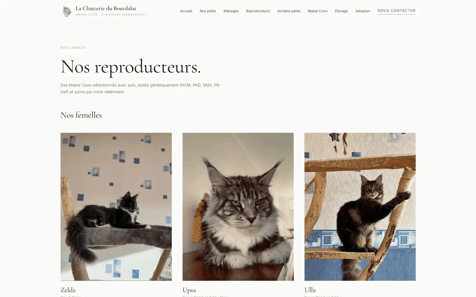 Capture d'écran du site de La Chatterie du Bourdalat, élevage de Maine Coon, réalisé par InnovaTech Développement